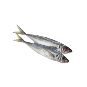 Frozen Horse Mackerel